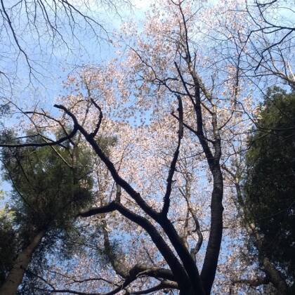 山櫻ときれいな桜の下には．．．