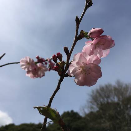 清水公園の桜と開運不動尊