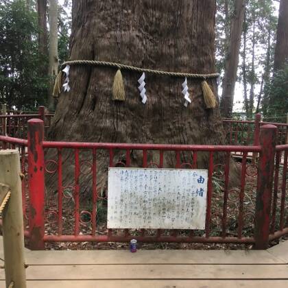 麻賀多神社　御神木の大杉