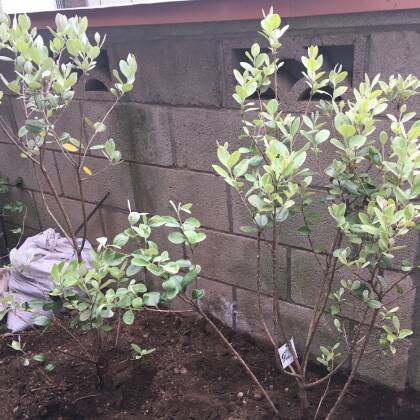 フェイジョアの苗木を植えました
