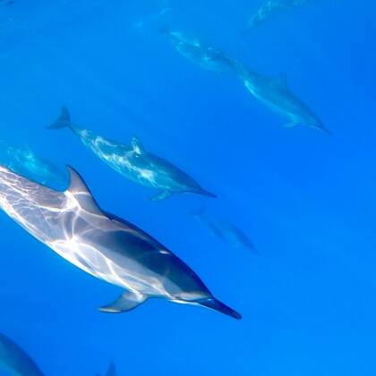 ハワイ島のドルフィンスイムとザトウクジラの親子