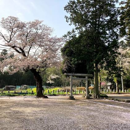 近所の神社の桜