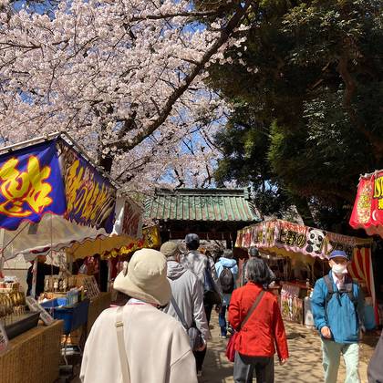 上野公園の桜と神社とお寺　桜