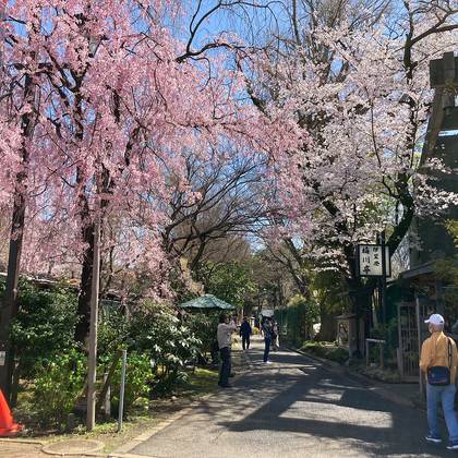 上野公園と桜　昭和の風情と花園稲荷神社