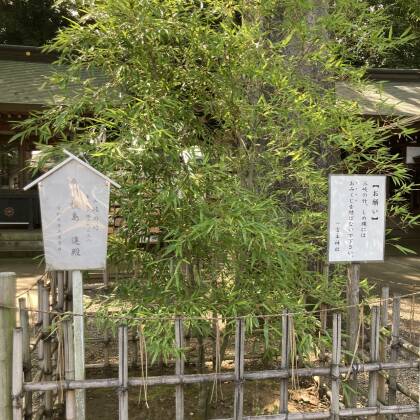 一言主神社に参拝しました　三岐の竹