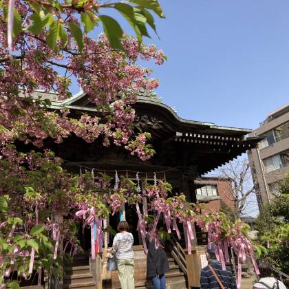 桜神宮に参拝しました