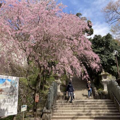 雨引観音に行ってきました　桜の季節