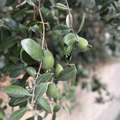 フェイジョアの実がたくさん