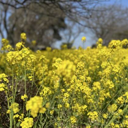 菜の花が綺麗